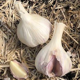Hardy Bulb/clove Wight garlic cloves/seeds 10 Garlic clove 